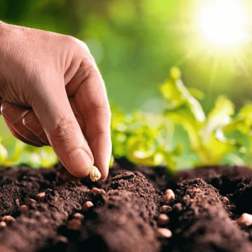 Agrochemicals & Fertilizers